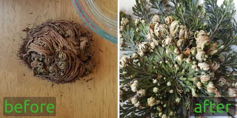 Resurrection Plant, Dinosaur Plant - Before and After